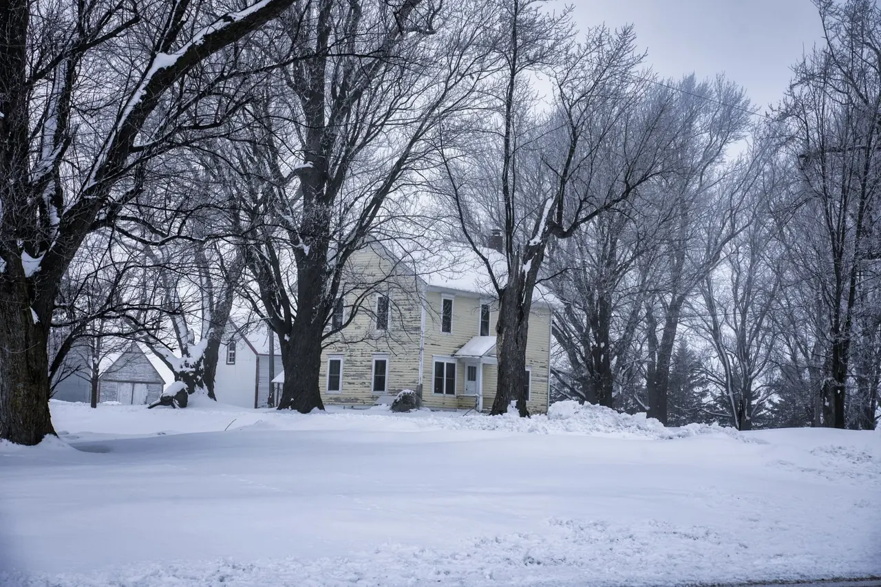 Maison jaune pâle derrière de grands arbres enneigés par temps gris